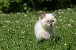 katzenfotos britisch_kurzhaar