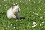 katzenfotos britisch_kurzhaar