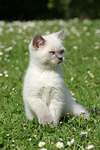 katzenfotos britisch_kurzhaar