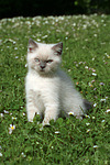 katzenfotos britisch_kurzhaar