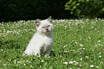 katzenfotos britisch_kurzhaar