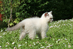 katzenfotos britisch_kurzhaar