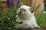 katzenfotos britisch_kurzhaar