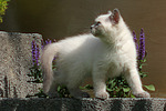 katzenfotos britisch_kurzhaar