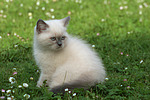 katzenfotos britisch_kurzhaar