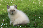 katzenfotos britisch_kurzhaar