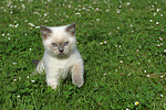 katzenfotos britisch_kurzhaar