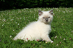 katzenfotos britisch_kurzhaar