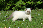 katzenfotos britisch_kurzhaar