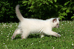 katzenfotos britisch_kurzhaar