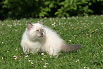 katzenfotos britisch_kurzhaar