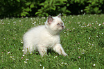 katzenfotos britisch_kurzhaar