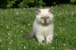 katzenfotos britisch_kurzhaar