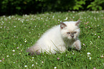 katzenfotos britisch_kurzhaar