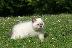 katzenfotos britisch_kurzhaar