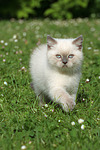 katzenfotos britisch_kurzhaar