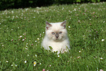 katzenfotos britisch_kurzhaar