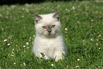 katzenfotos britisch_kurzhaar