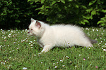 katzenfotos britisch_kurzhaar