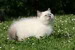katzenfotos britisch_kurzhaar