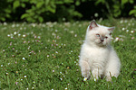 katzenfotos britisch_kurzhaar