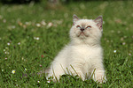 katzenfotos britisch_kurzhaar