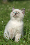 katzenfotos britisch_kurzhaar
