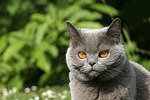 katzenfotos britisch_kurzhaar