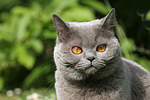 katzenfotos britisch_kurzhaar