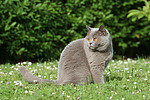katzenfotos britisch_kurzhaar