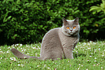katzenfotos britisch_kurzhaar