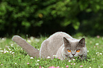 katzenfotos britisch_kurzhaar
