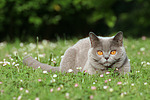 katzenfotos britisch_kurzhaar