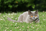 katzenfotos britisch_kurzhaar