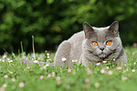 katzenfotos britisch_kurzhaar