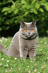 katzenfotos britisch_kurzhaar