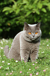 katzenfotos britisch_kurzhaar