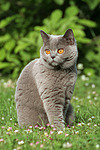 katzenfotos britisch_kurzhaar