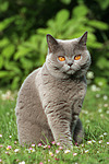 katzenfotos britisch_kurzhaar