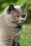 katzenfotos britisch_kurzhaar