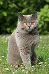 katzenfotos britisch_kurzhaar