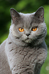 katzenfotos britisch_kurzhaar