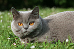 katzenfotos britisch_kurzhaar