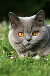 katzenfotos britisch_kurzhaar