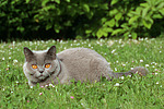katzenfotos britisch_kurzhaar