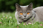 katzenfotos britisch_kurzhaar