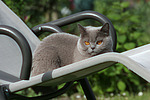 katzenfotos britisch_kurzhaar