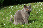 katzenfotos britisch_kurzhaar