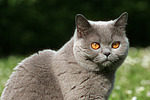 katzenfotos britisch_kurzhaar