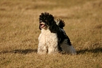 hundefotos pudel_-_zwergpudel